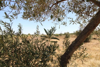 Terreno para Venda em Terrugem e Vila Boim