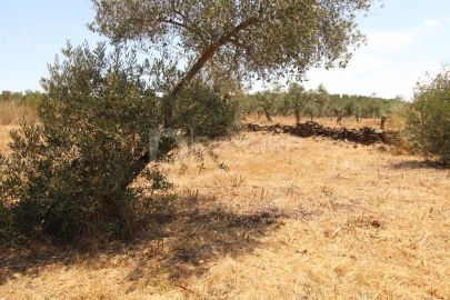 Terreno para Venda em Terrugem e Vila Boim