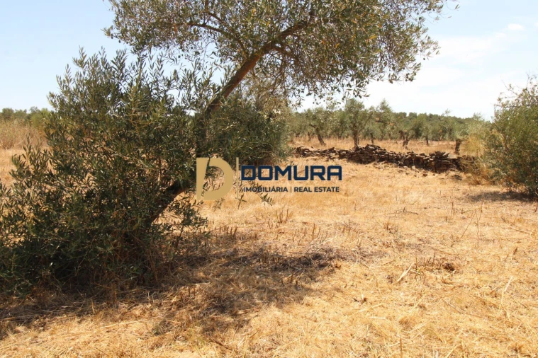 Terreno para Venda em Terrugem e Vila Boim Foto 11