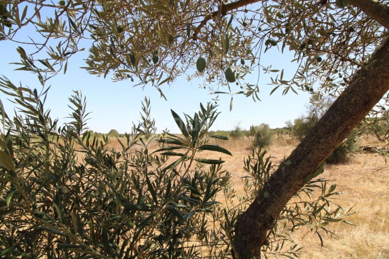 Terreno para Venda em Terrugem e Vila Boim Foto 13