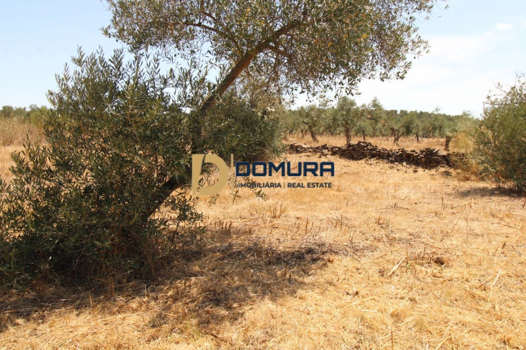 Terreno para Venda em Terrugem e Vila Boim Foto 11