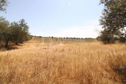 Terreno para Venda em Terrugem e Vila Boim
