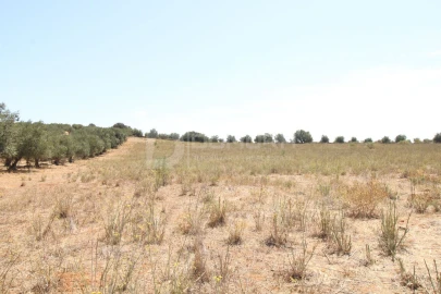 Terreno para Venda em Terrugem e Vila Boim