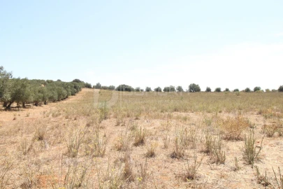 Terreno para Venda em Terrugem e Vila Boim