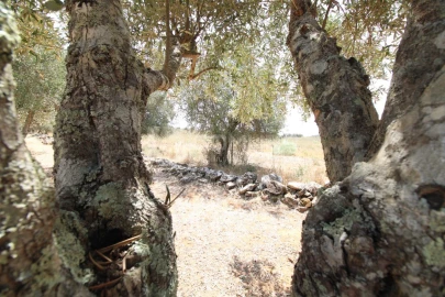 Terreno para Venda em Terrugem e Vila Boim