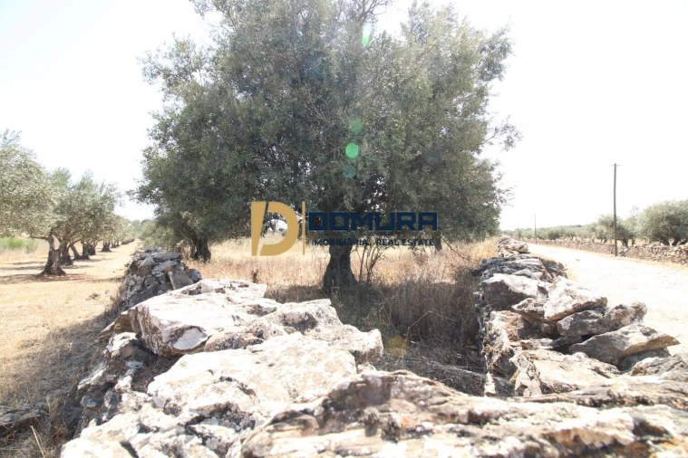 Terreno para Venda em Terrugem e Vila Boim Foto 3