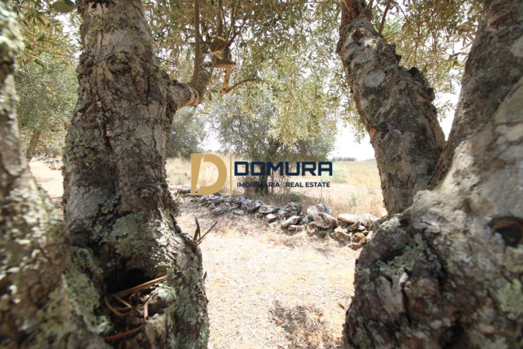 Terreno para Venda em Terrugem e Vila Boim Foto 13