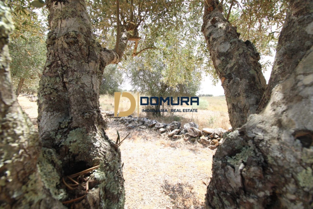 Terreno para Venda em Terrugem e Vila Boim Foto 13