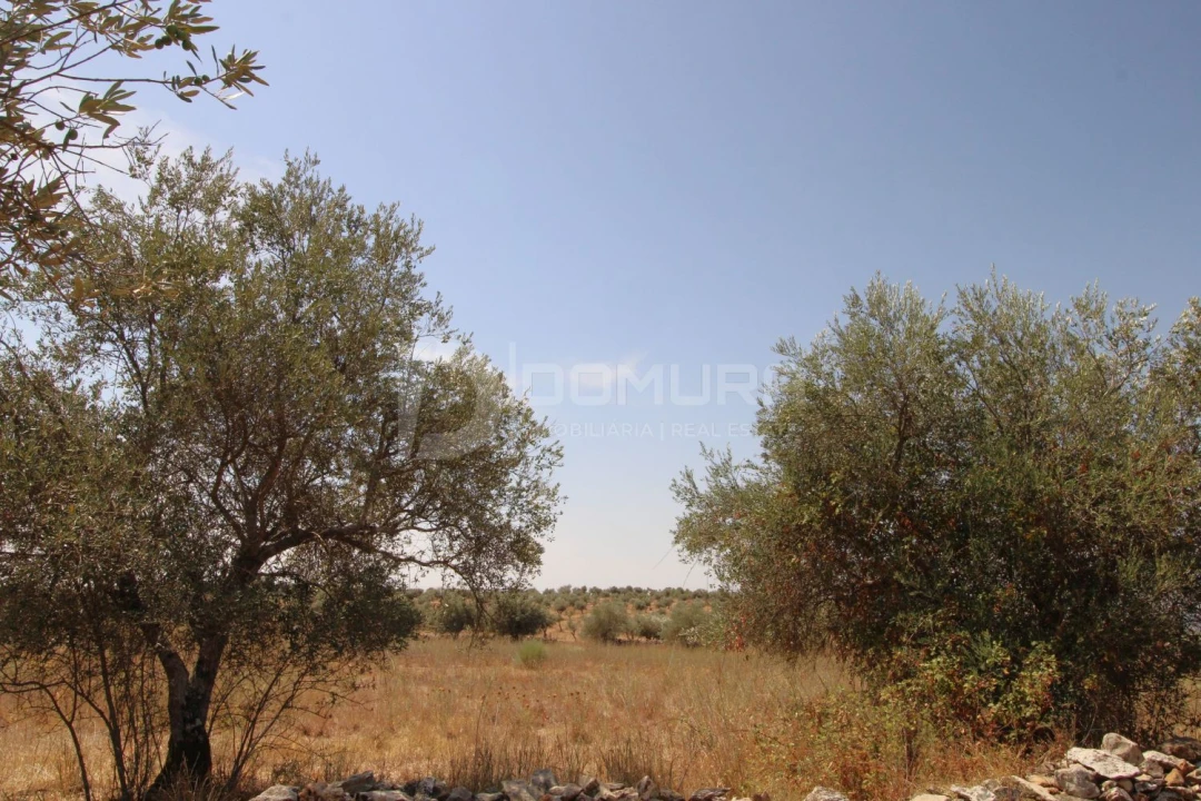 Terreno para Venda em Terrugem e Vila Boim Foto 14
