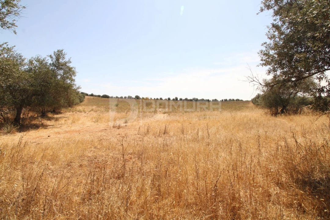 Terreno para Venda em Terrugem e Vila Boim Foto 6