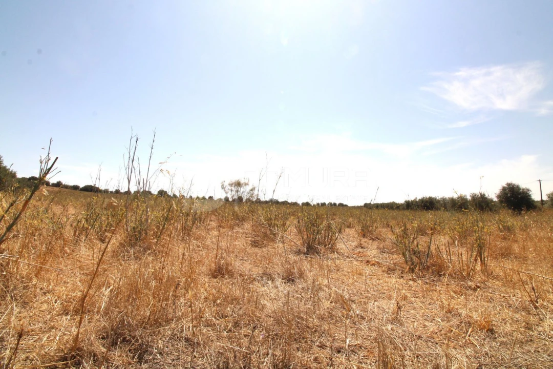 Terreno para Venda em Terrugem e Vila Boim Foto 15