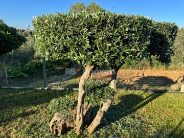 Moradia T4 para Venda em Serra e Junceira