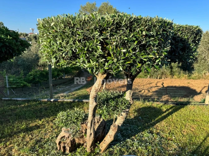 Moradia T4 para Venda em Serra e Junceira Foto 3