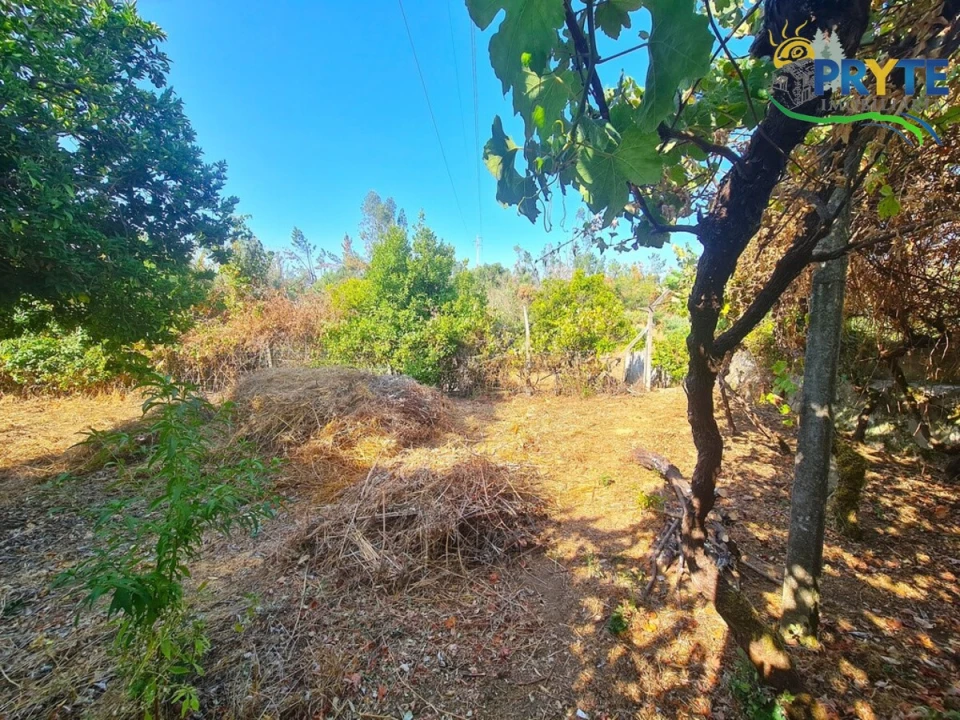 Quinta T3 para Venda em Cernache do Bonjardim, Nesperal e Palhais Foto 31