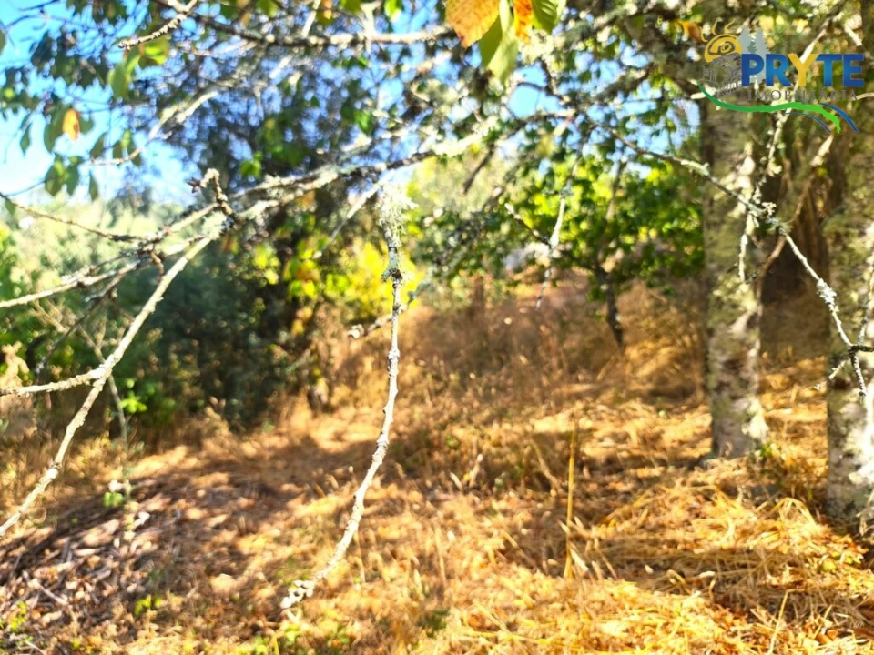Quinta T3 para Venda em Cernache do Bonjardim, Nesperal e Palhais Foto 32