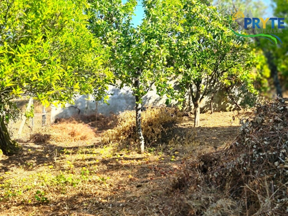 Quinta T3 para Venda em Cernache do Bonjardim, Nesperal e Palhais Foto 33