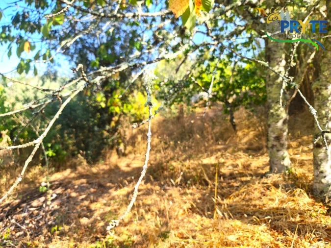 Quinta T3 para Venda em Cernache do Bonjardim, Nesperal e Palhais Foto 32