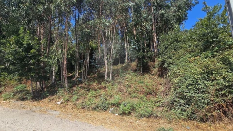 Terreno para Venda em Cacia