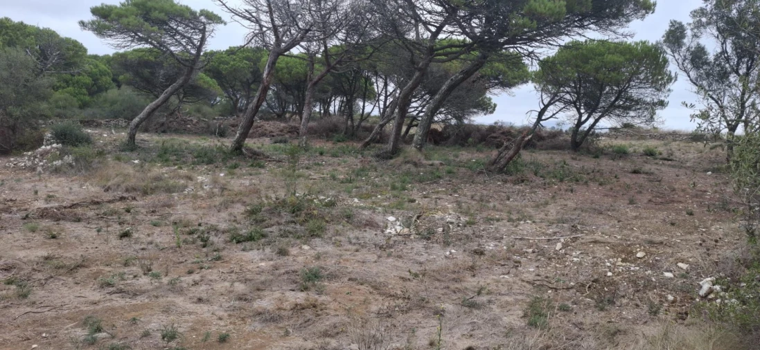 Terreno Agricola ou Rústico para Venda em São João das Lampas e Terrugem Foto 10