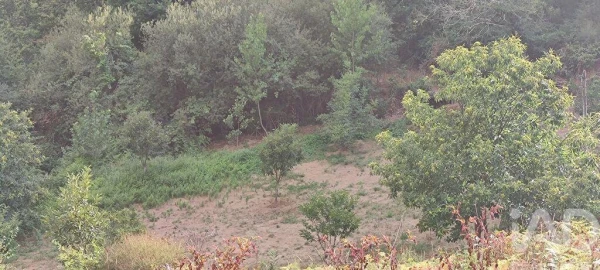 Terreno para Venda em Mões