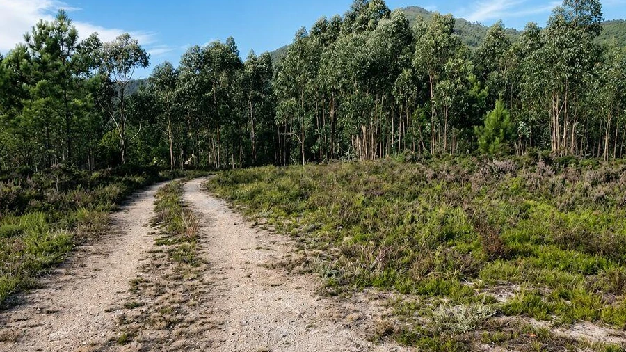 Terreno para Venda em Melres e Medas