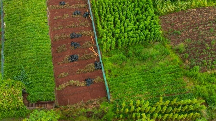 Terreno para Venda em Arco de São Jorge