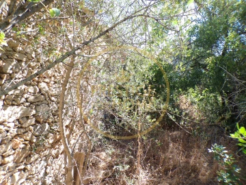 Terreno para Venda em Loule (São Sebastião)