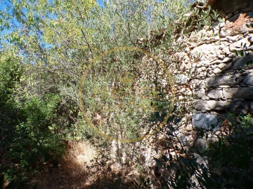 Terreno para Venda em Loule (São Sebastião)
