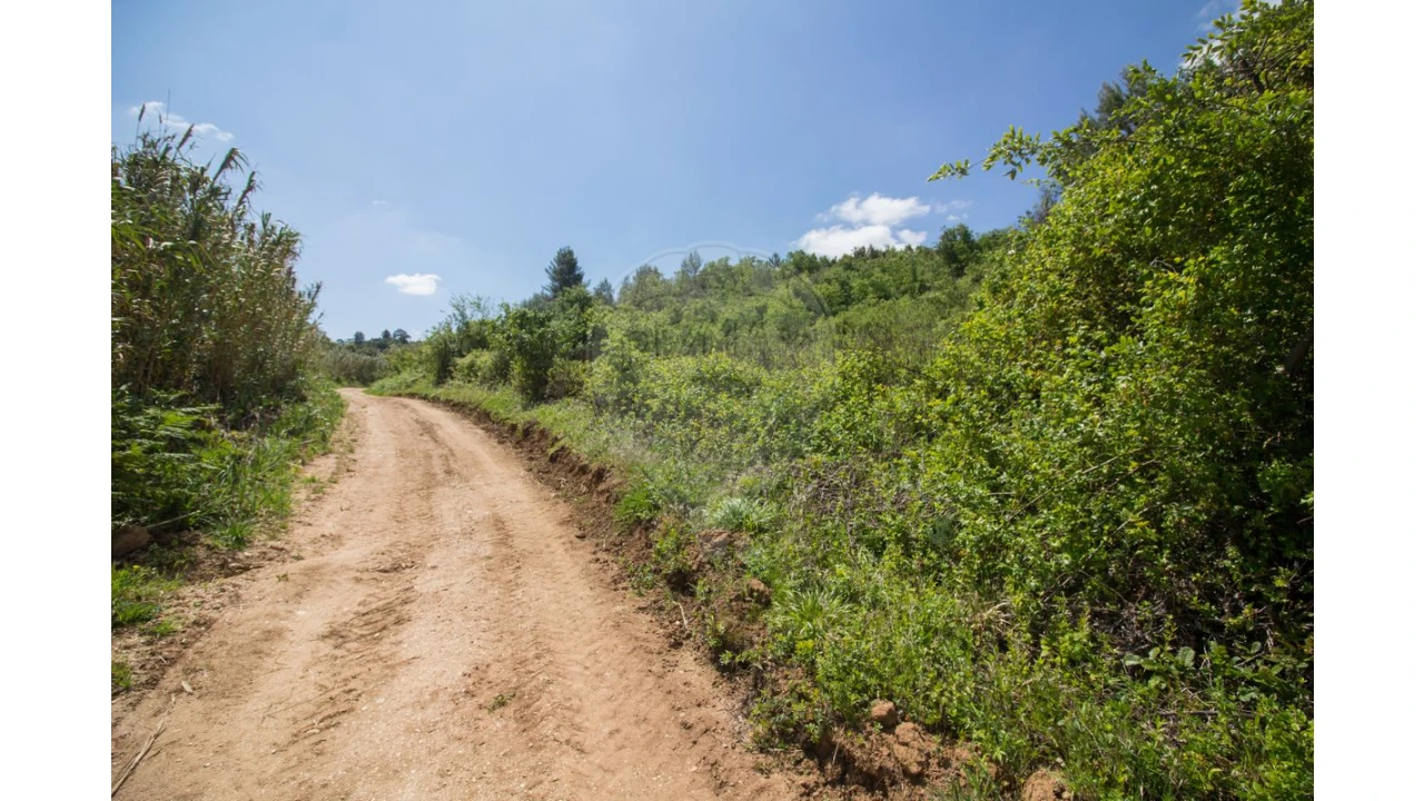 Terreno para Venda em Ribafria e Pereiro de Palhacana Foto 4