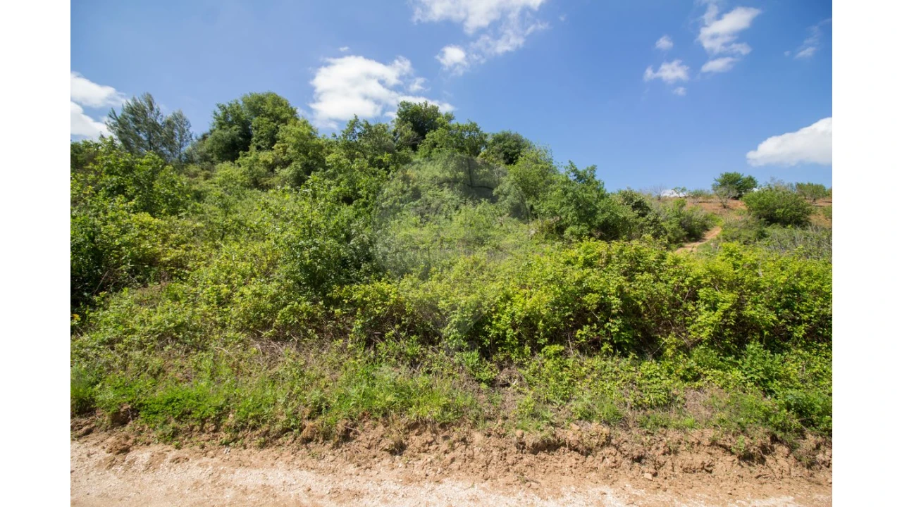Terreno para Venda em Ribafria e Pereiro de Palhacana Foto 3