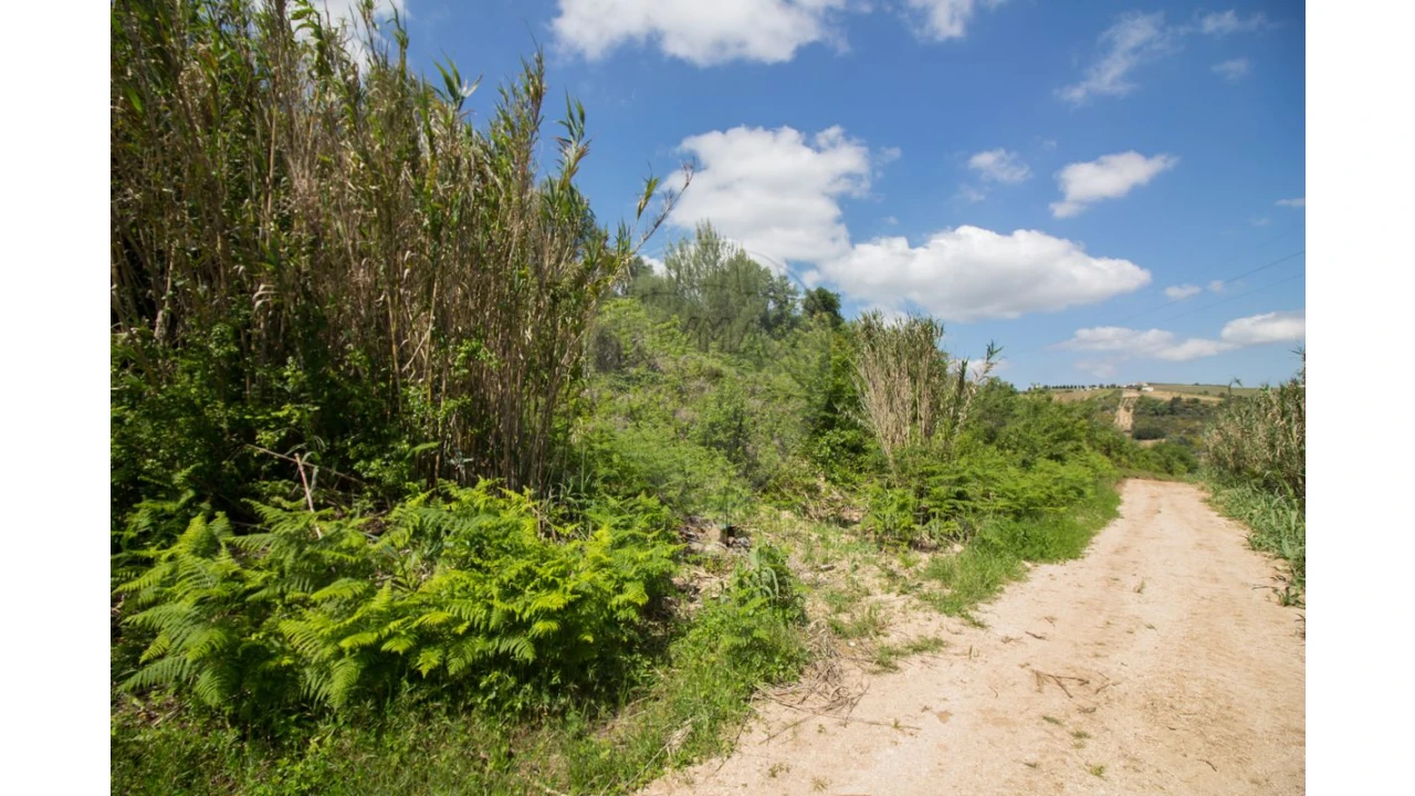 Terreno para Venda em Ribafria e Pereiro de Palhacana Foto 6