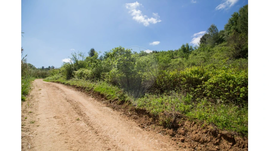 Terreno para Venda em Ribafria e Pereiro de Palhacana Foto 5