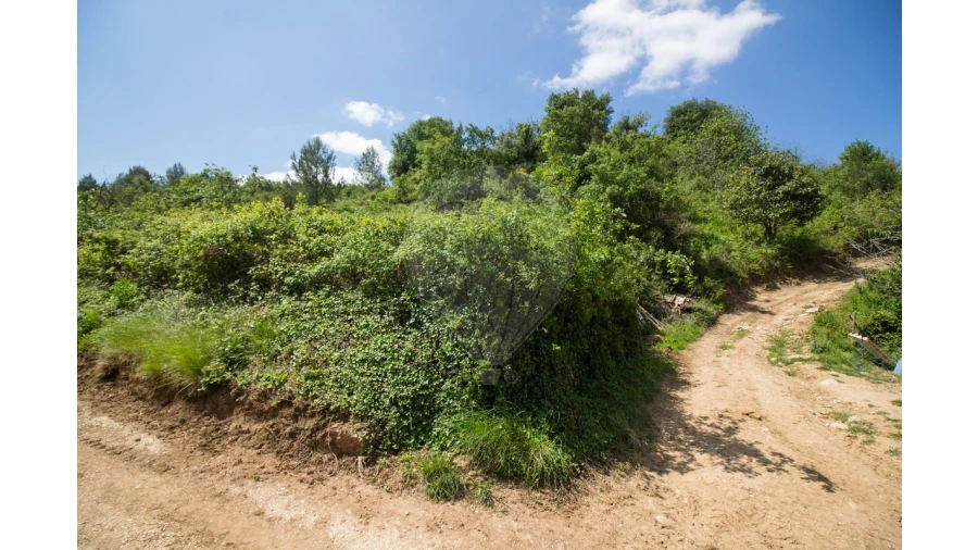 Terreno para Venda em Ribafria e Pereiro de Palhacana Foto 2
