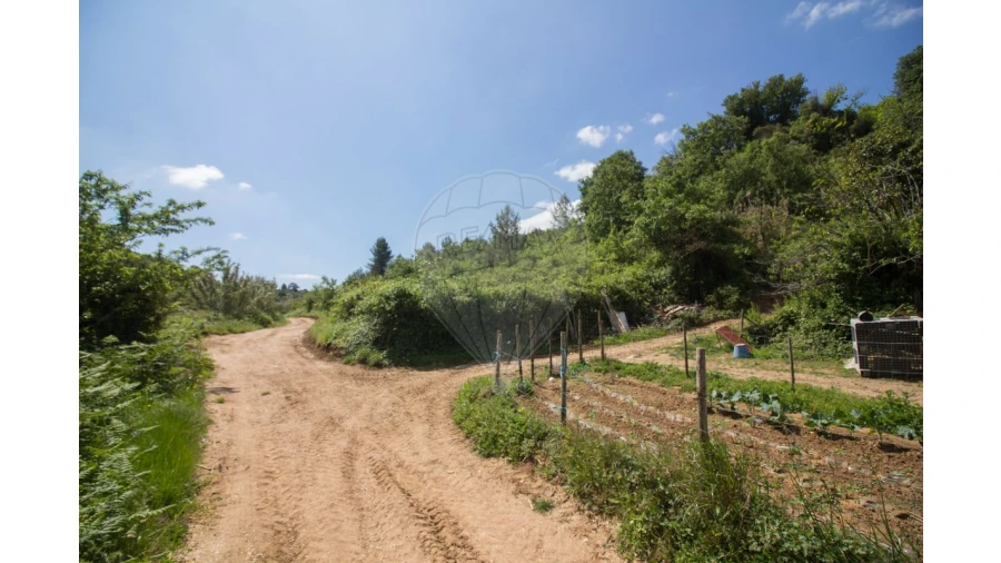 Terreno para Venda em Ribafria e Pereiro de Palhacana