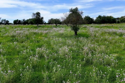 Terreno para Venda em Alcaçovas