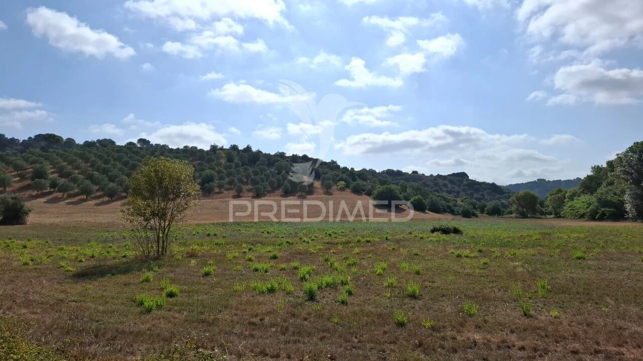 Terreno para Venda em Malhou, Louriceira e Espinheiro Foto 4