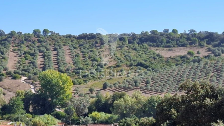 Terreno para Venda em Malhou, Louriceira e Espinheiro Foto 2