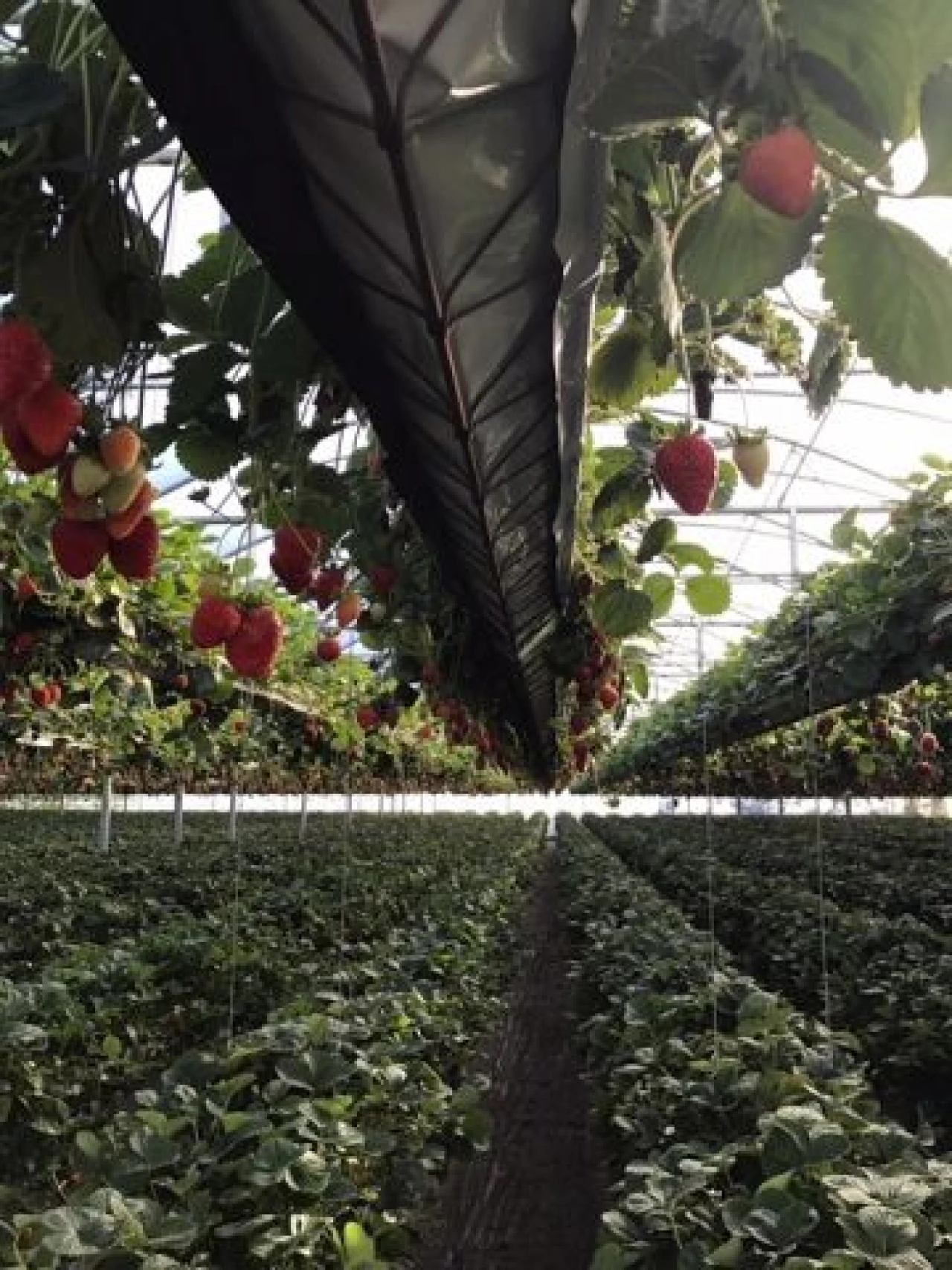 Terreno Agricola ou Rústico para Venda em Gesteira e Brunhós Foto 12