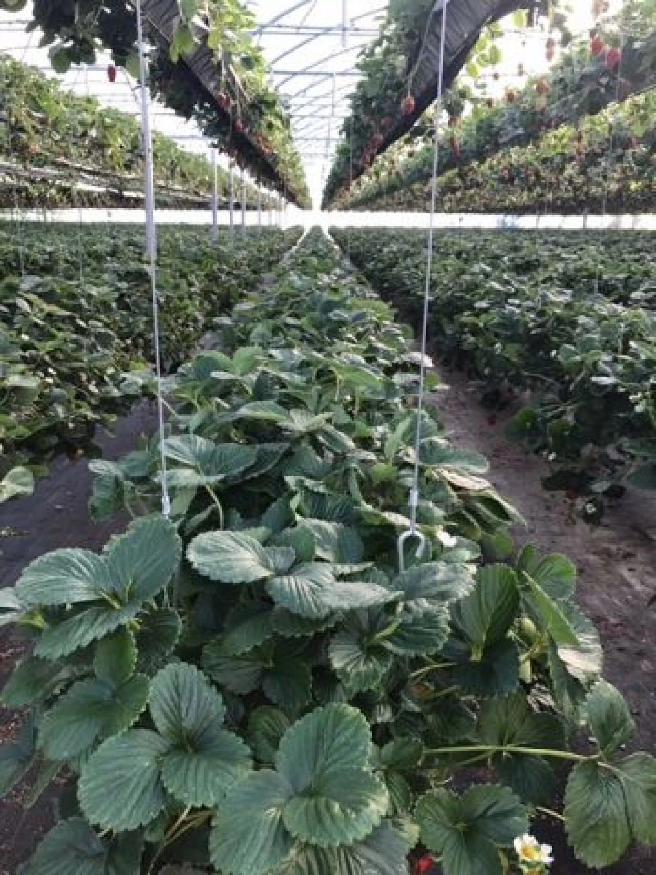 Terreno Agricola ou Rústico para Venda em Gesteira e Brunhós Foto 5
