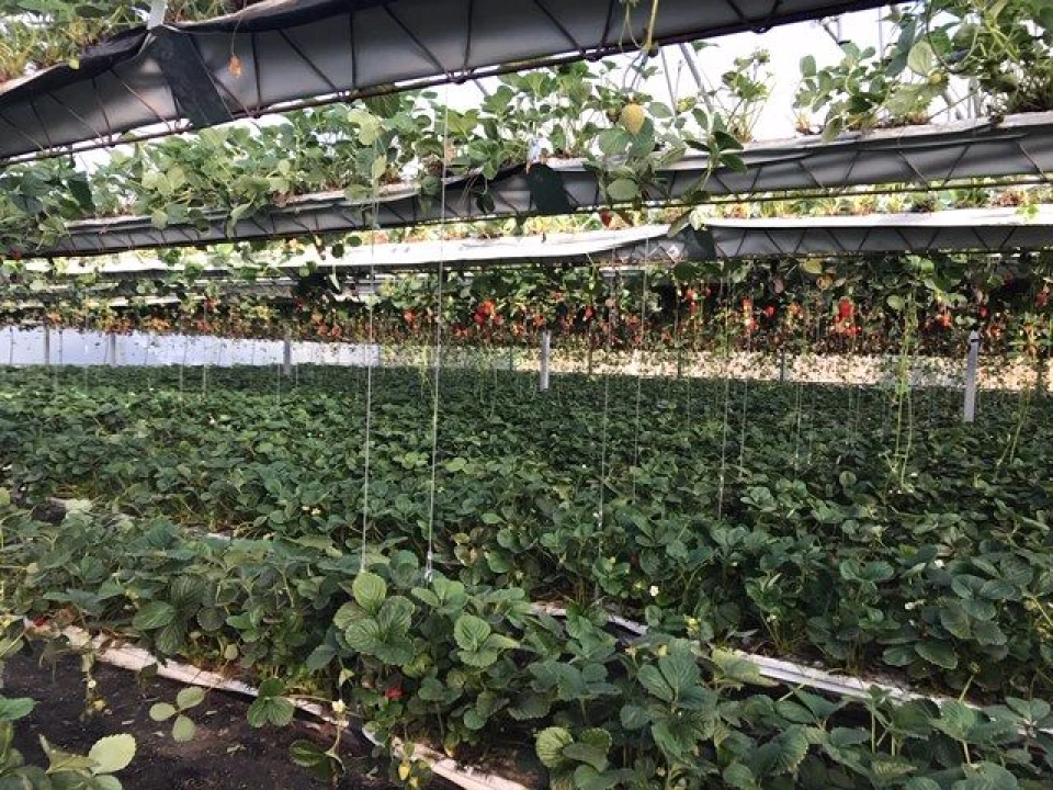 Terreno Agricola ou Rústico para Venda em Gesteira e Brunhós Foto 7