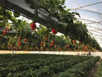 Terreno Agricola ou Rústico para Venda em Gesteira e Brunhós