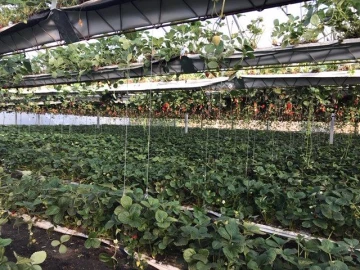 Terreno Agricola ou Rústico para Venda em Gesteira e Brunhós