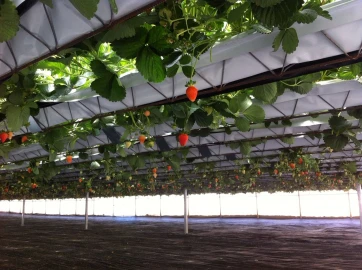 Terreno Agricola ou Rústico para Venda em Gesteira e Brunhós
