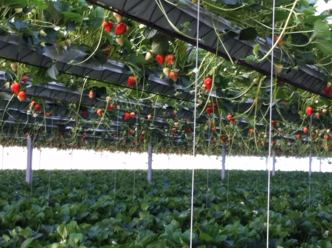 Terreno Agricola ou Rústico para Venda em Gesteira e Brunhós Foto 11