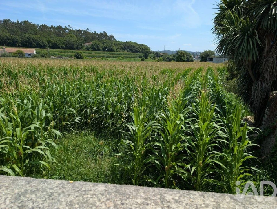 Terreno para Venda em Rio Mau e Arcos Foto 4