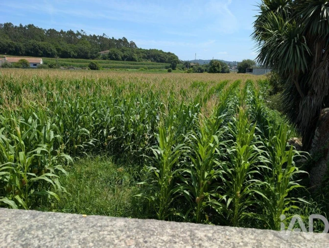 Terreno para Venda em Rio Mau e Arcos Foto 4