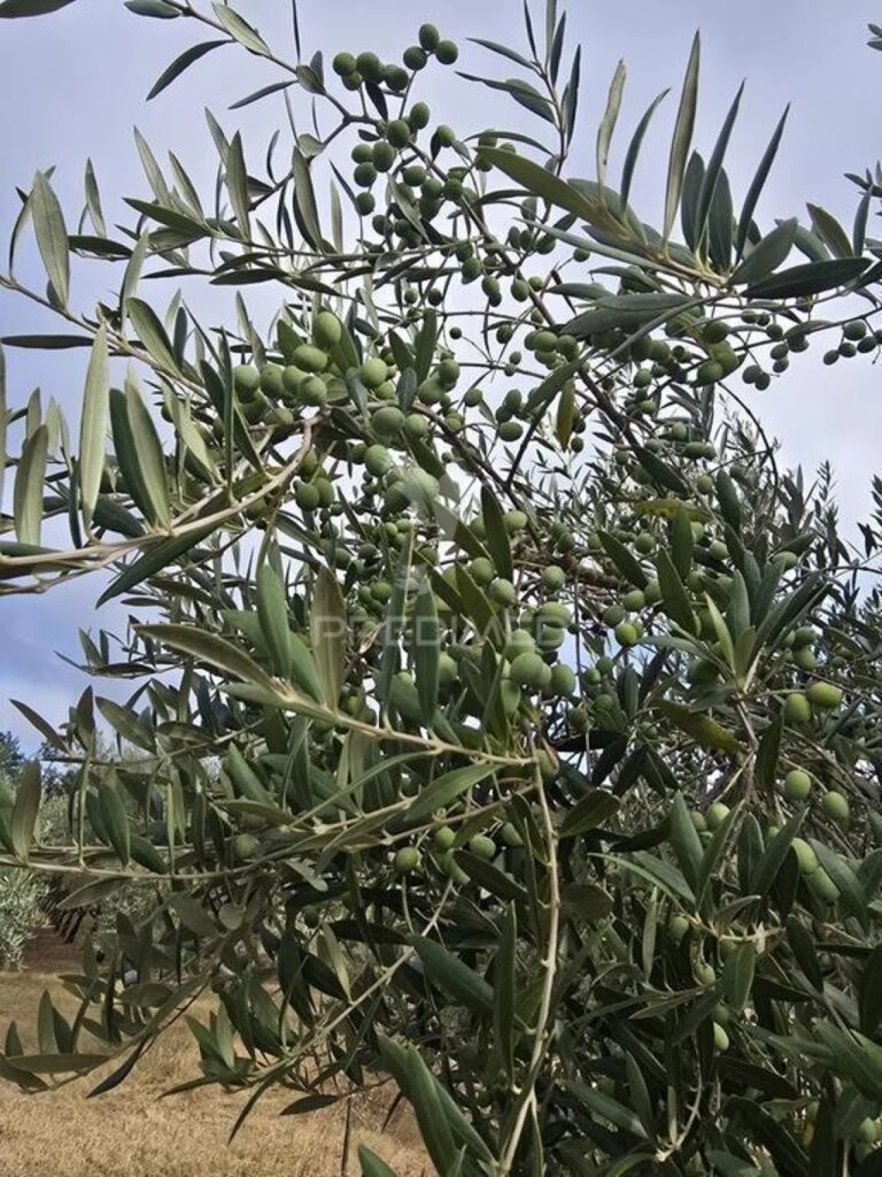 Terreno para Venda em Vila Seca e Bem da Fé Foto 3