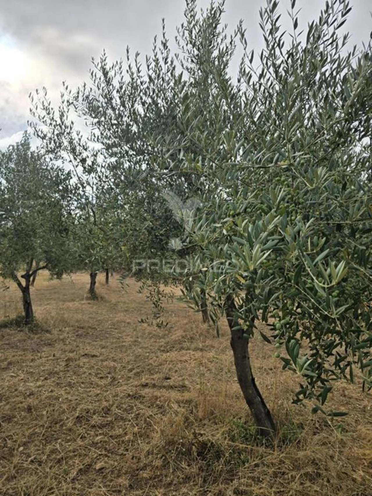 Terreno para Venda em Vila Seca e Bem da Fé Foto 5