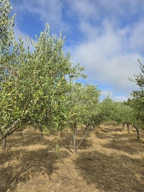 Terreno para Venda em Vila Seca e Bem da Fé