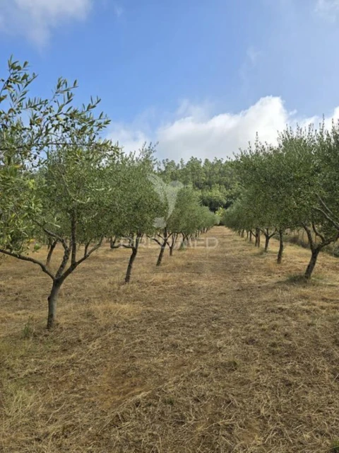 Terreno para Venda em Vila Seca e Bem da Fé